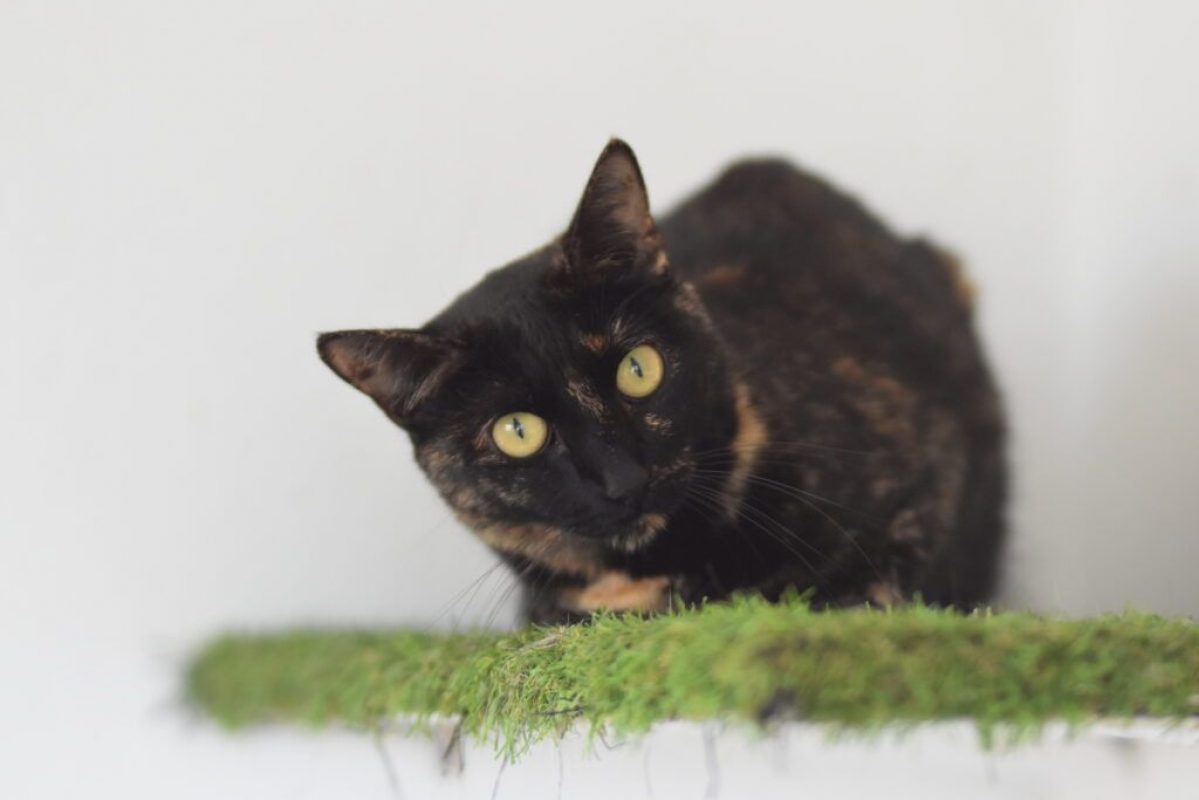 Nikita - Chat à adopter - photo 5