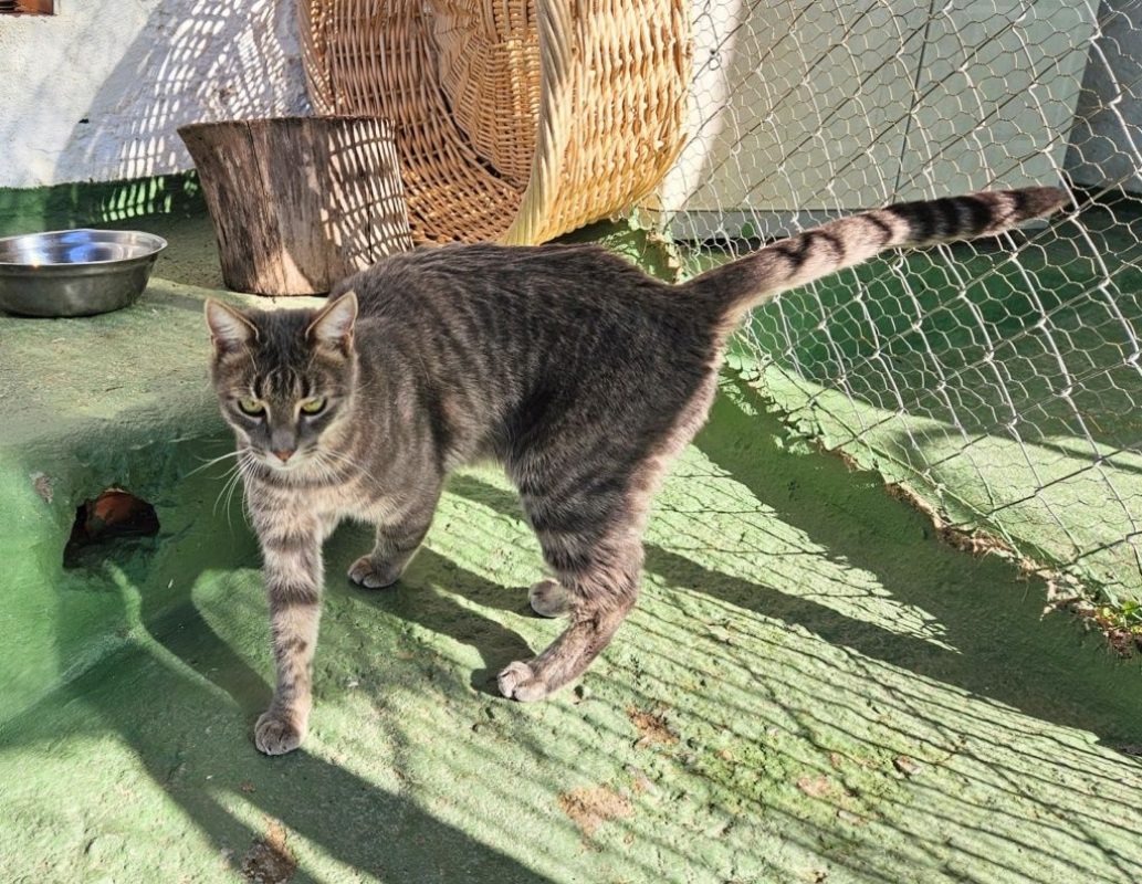 Morgana - Chat à adopter - photo 3