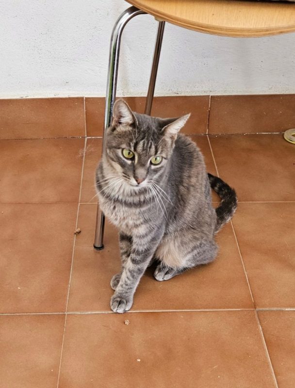 Morgana - Chat à adopter - photo 4