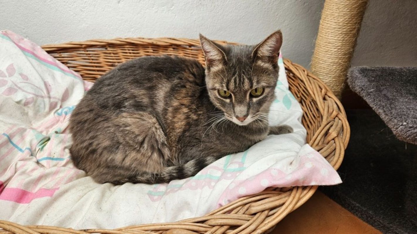 Morgana - Chat à adopter - photo 2
