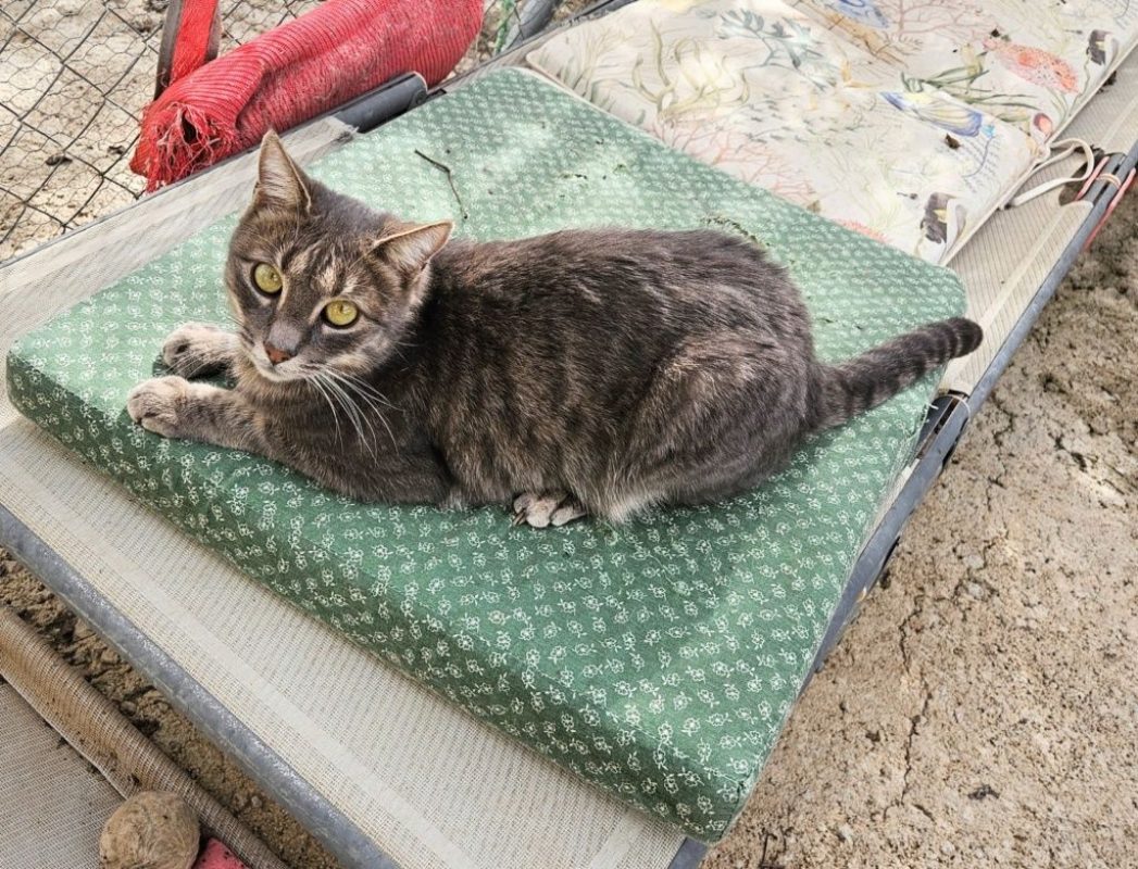 Morgana - Chat à adopter - photo 5