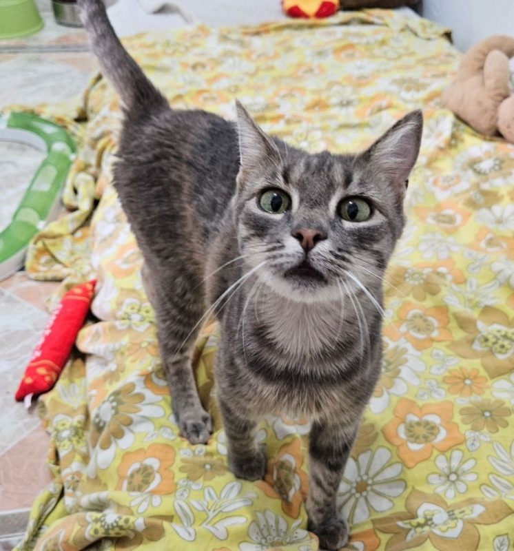 Morgana - Chat à adopter