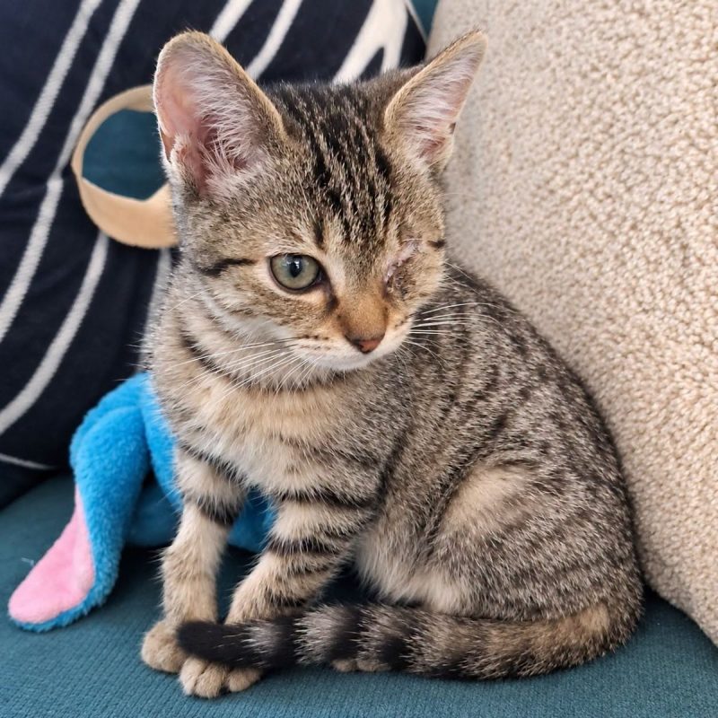 Titan - Chat Européen à adopter - photo 2