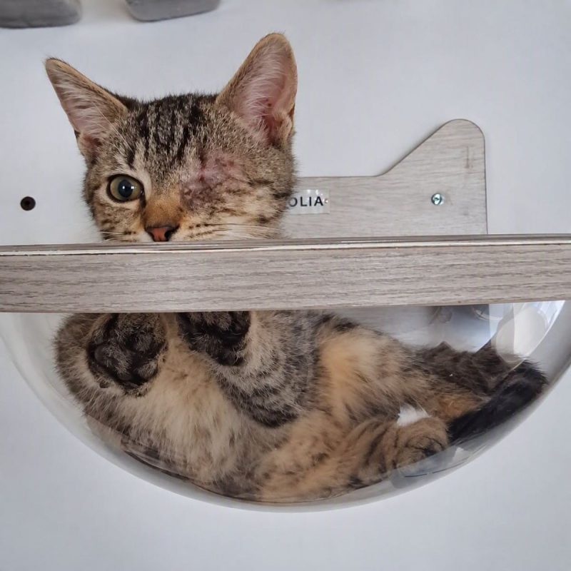 Titan - Chat Européen à adopter - photo 3