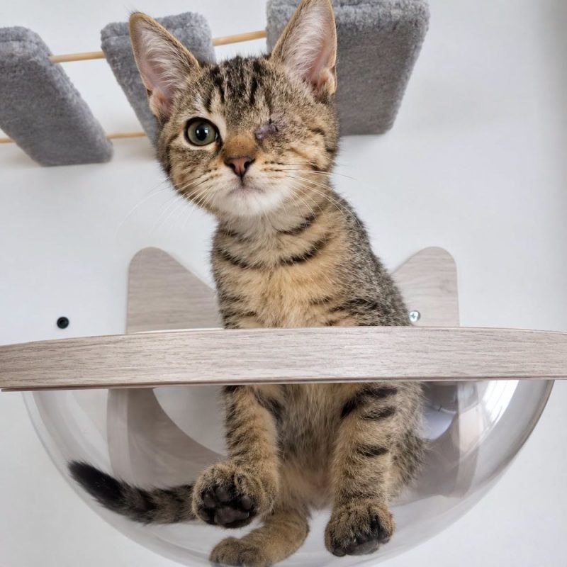 Titan - Chat Européen à adopter