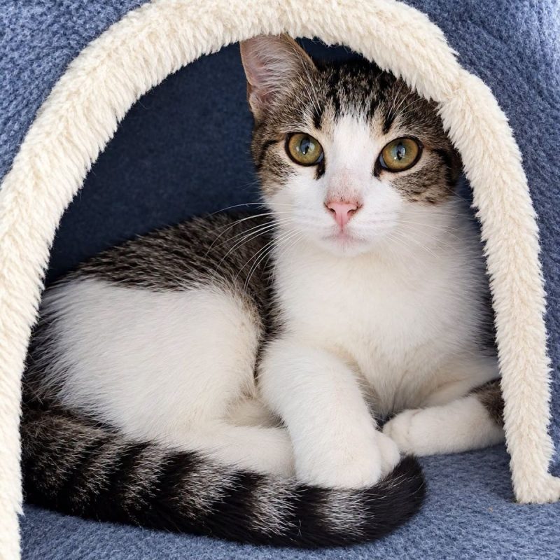 Hypocrate - Chat Européen à adopter - photo 3