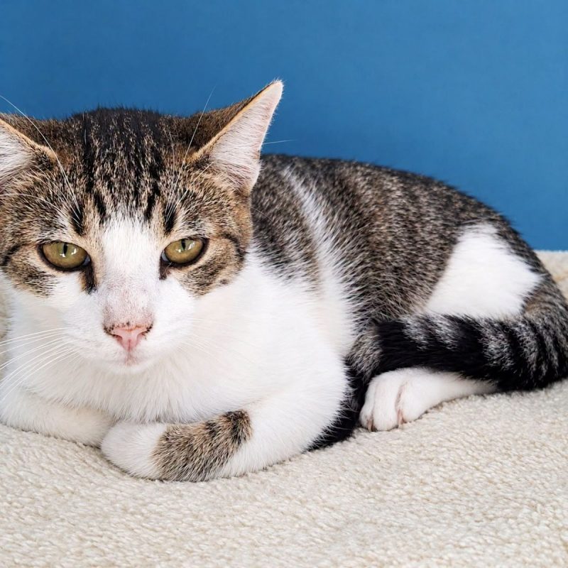 Hypocrate - Chat Européen à adopter - photo 2