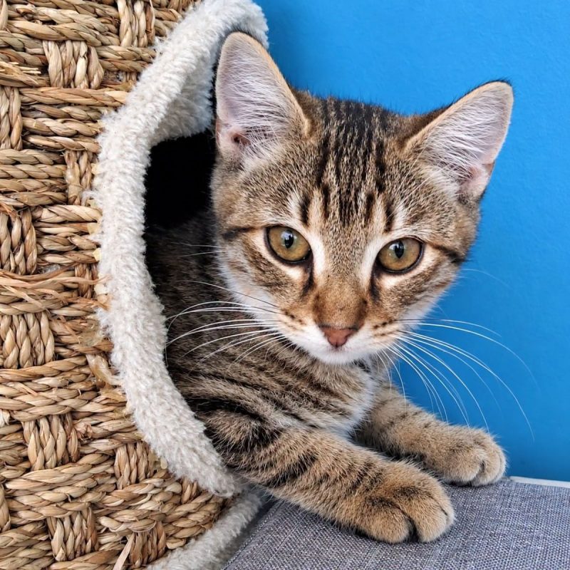 Chanve - Chat Européen à adopter - photo 3