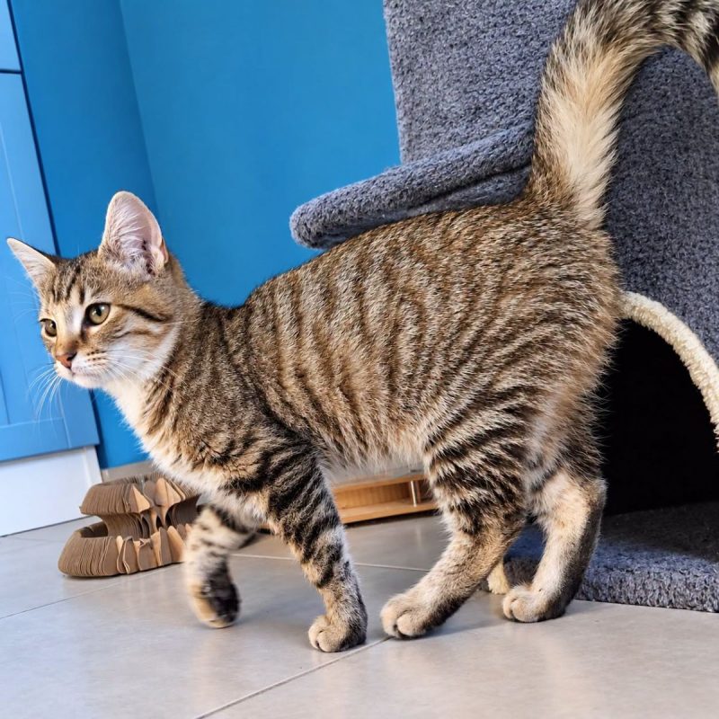 Chanve - Chat Européen à adopter - photo 2