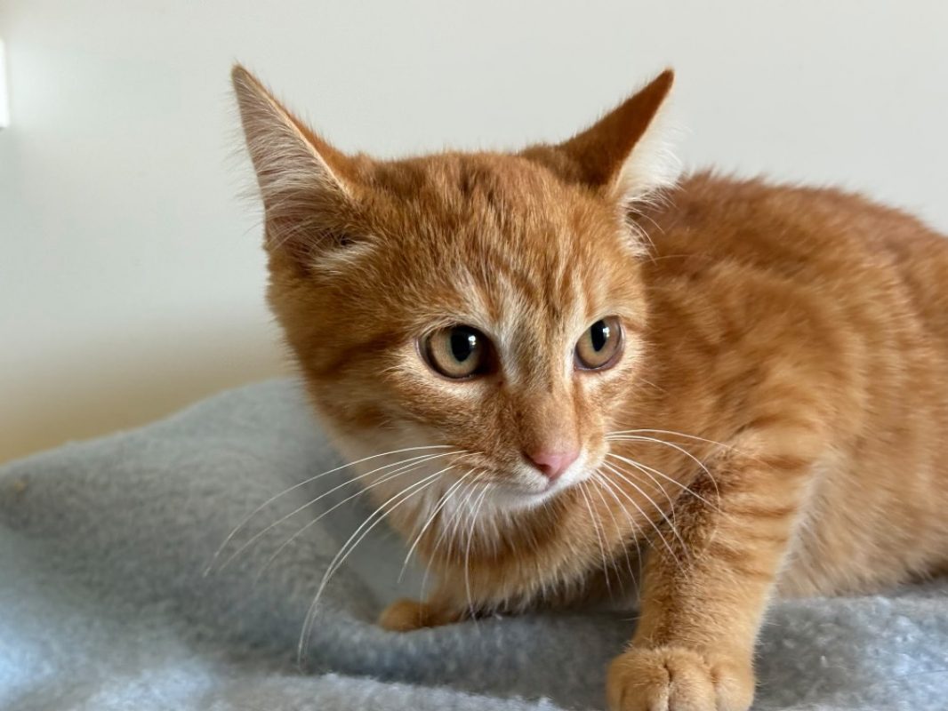Wonton - Chat Européen à adopter