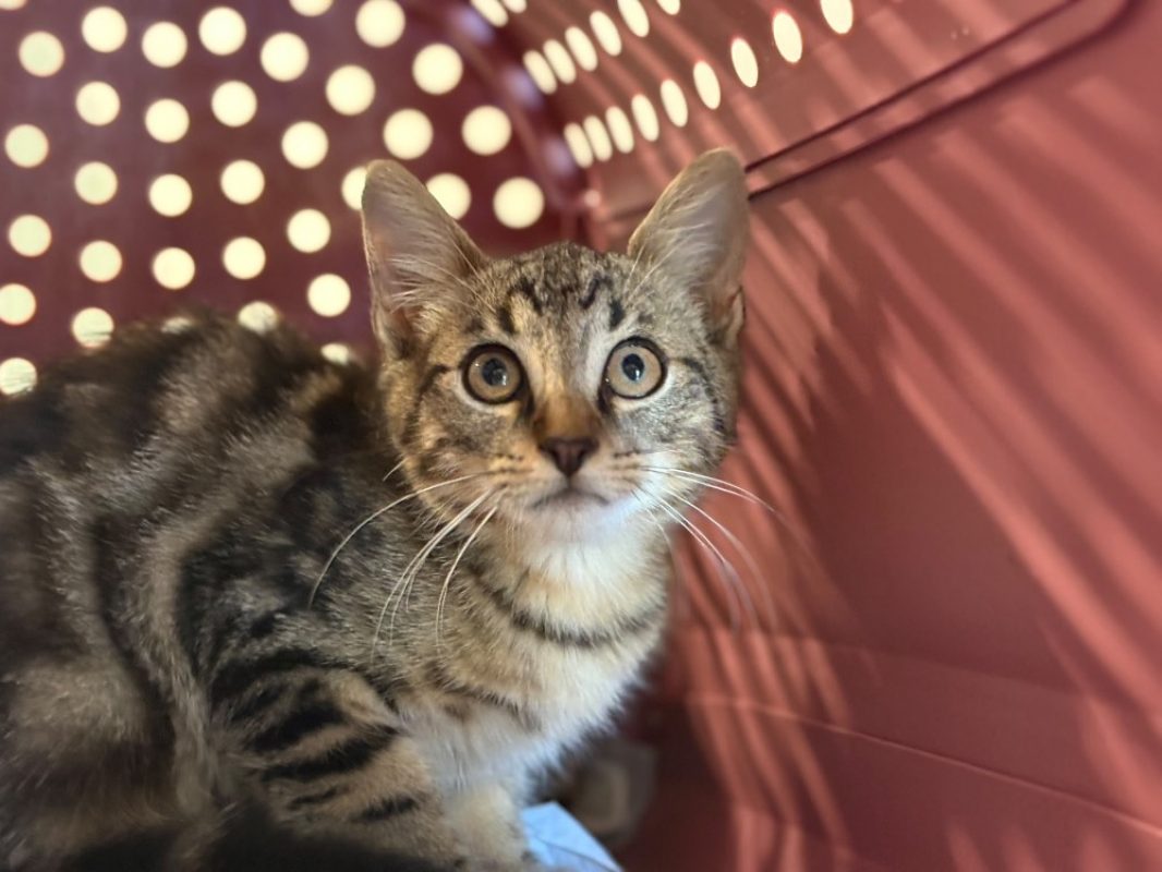 Nems - Chat Européen à adopter