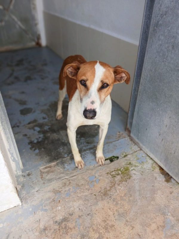 GAVILAN - Chien à adopter - photo 2