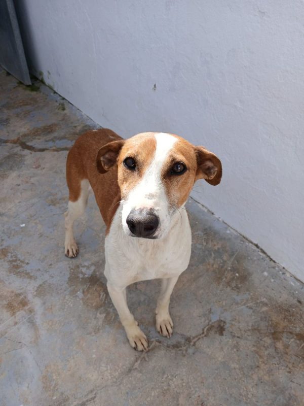 GAVILAN - Chien à adopter