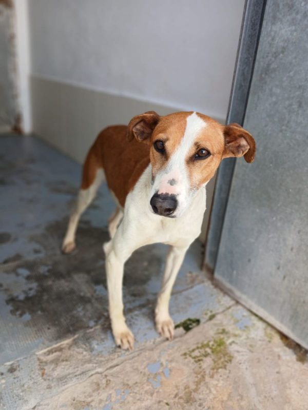 GAVILAN - Chien à adopter - photo 3