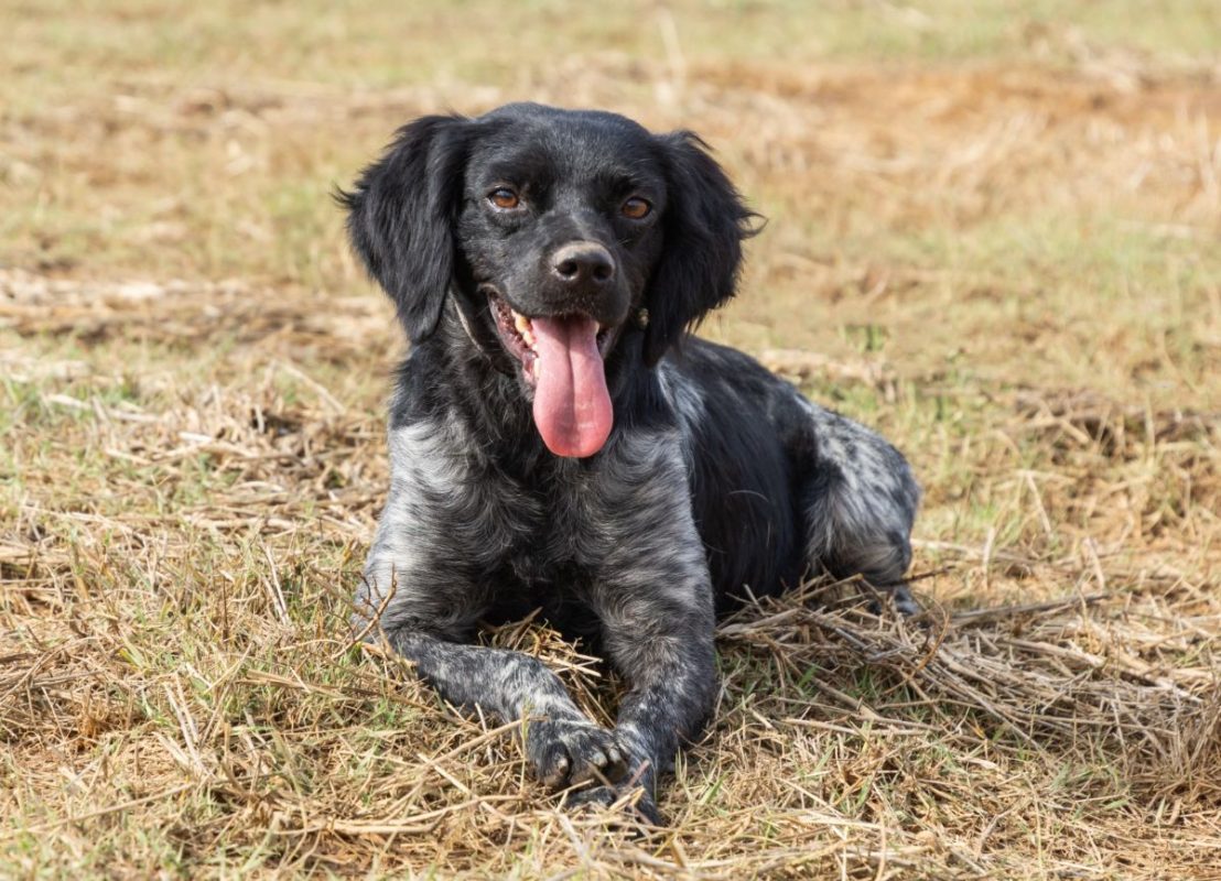 LOLO - Chien Epagneul Breton à adopter