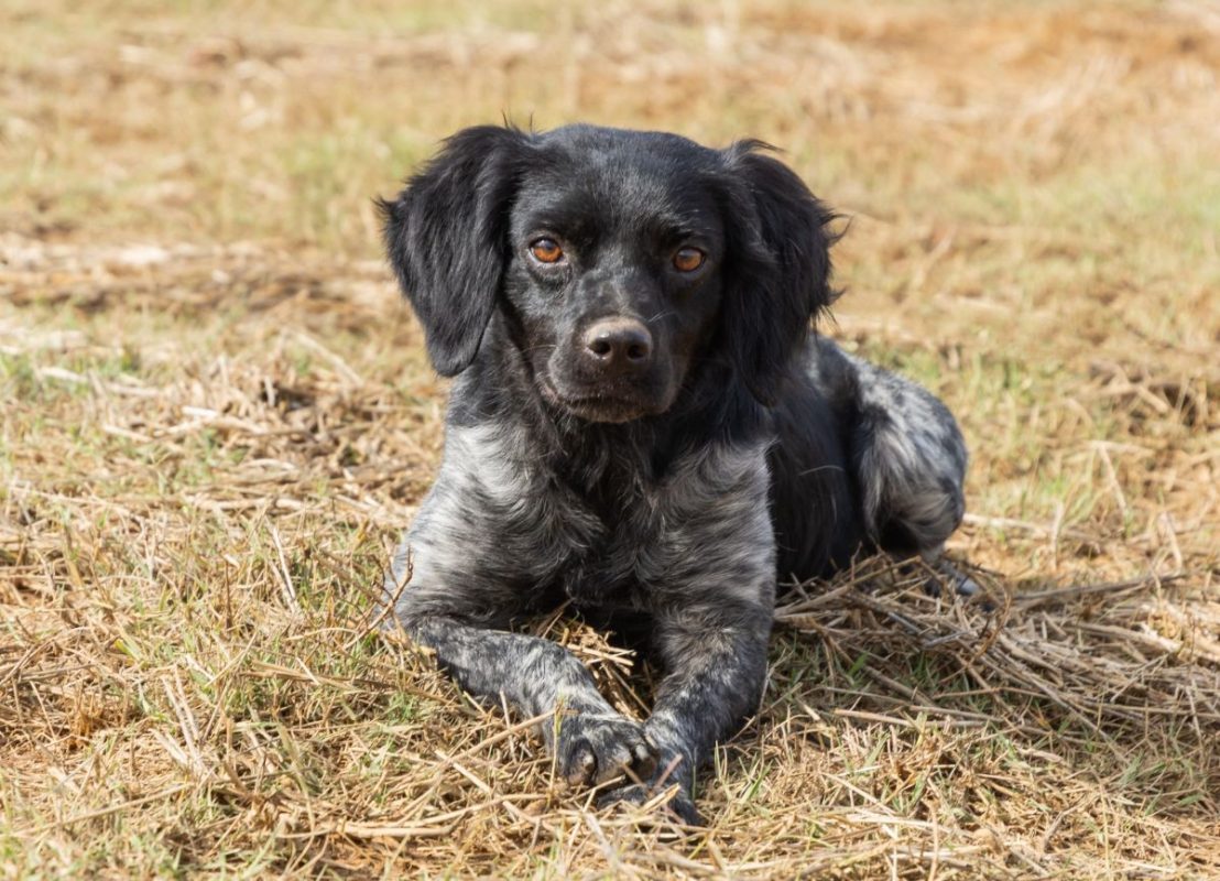 LOLO - Chien Epagneul Breton à adopter - photo 4