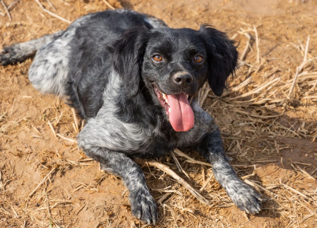 LOLO - Chien Epagneul Breton à adopter - photo 3