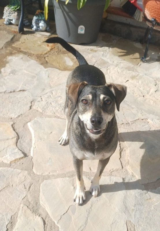 ZEUS - Chien à adopter - photo 3