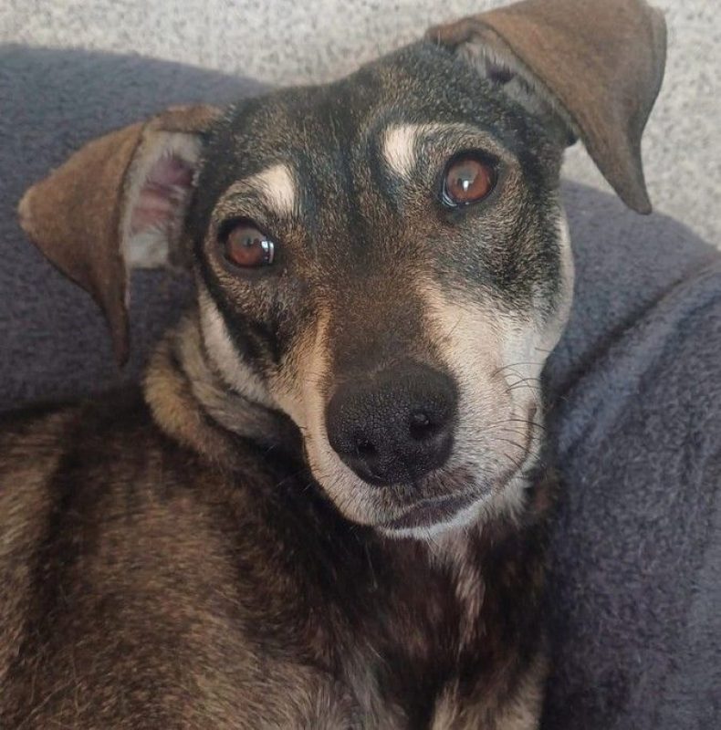 ZEUS - Chien à adopter