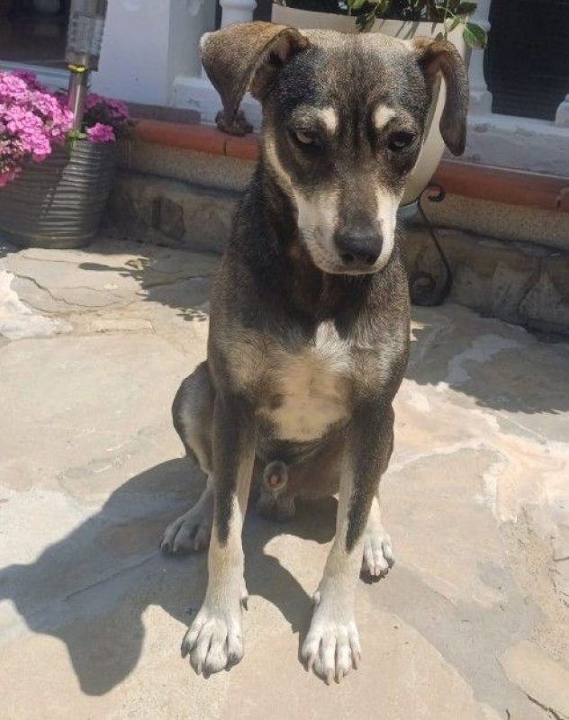 ZEUS - Chien à adopter - photo 2