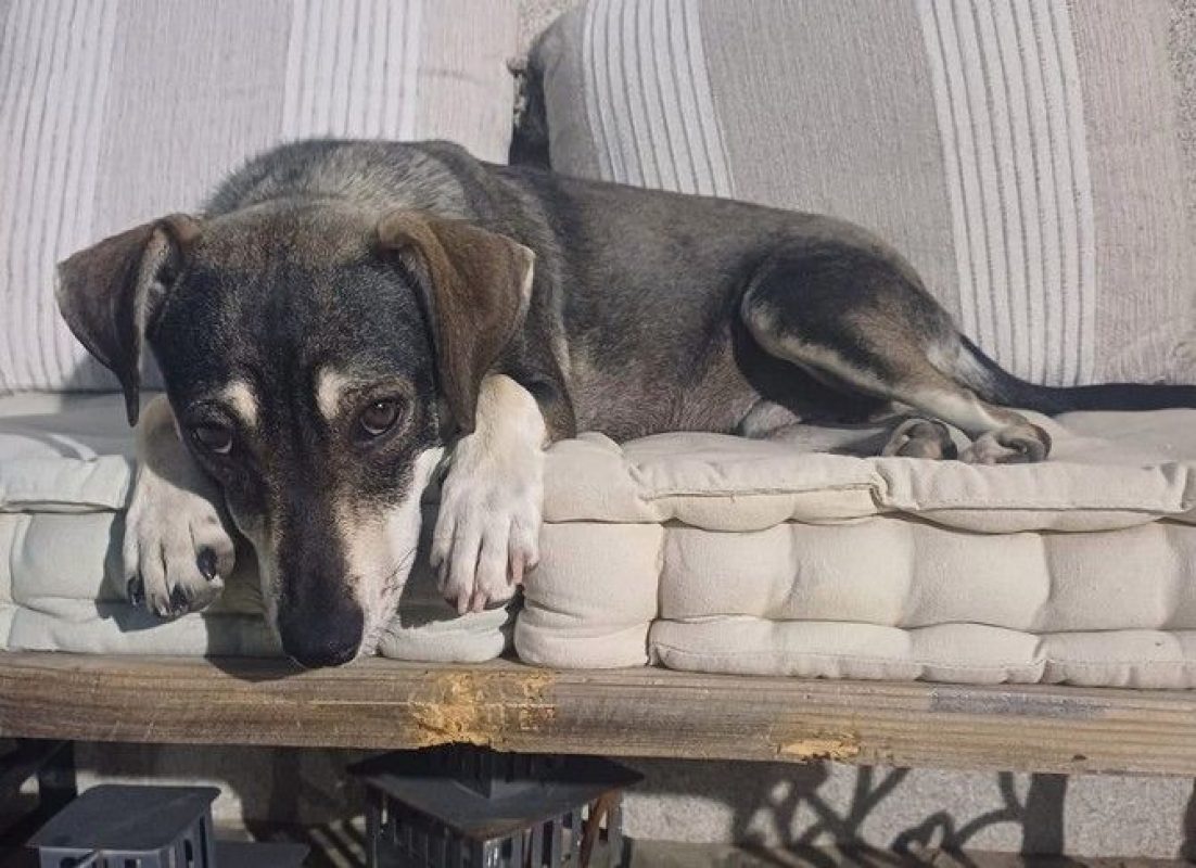 ZEUS - Chien à adopter - photo 4