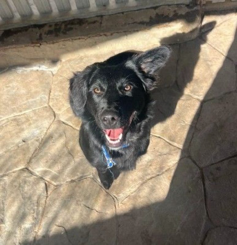 NICO - Chien à adopter - photo 2