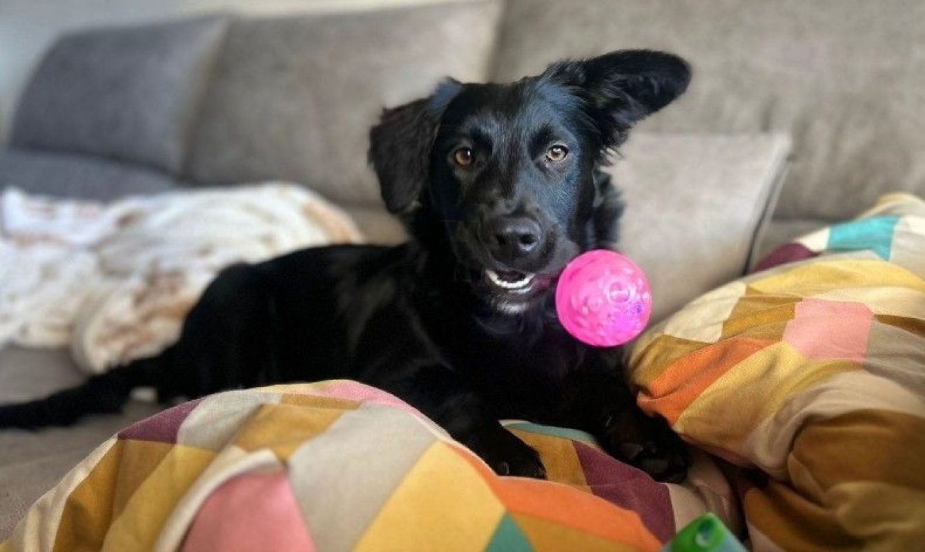 NICO - Chien à adopter