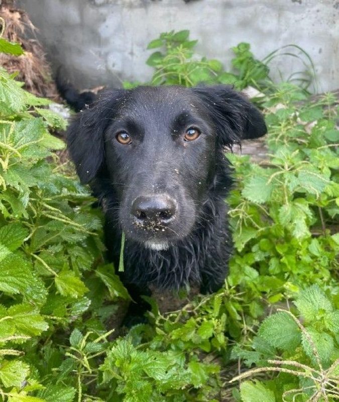 NICO - Chien à adopter - photo 3