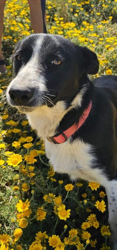 RONY - Chien Border Collie à adopter - photo 2