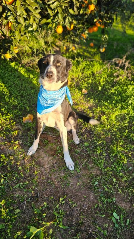 RONY - Chien Border Collie à adopter