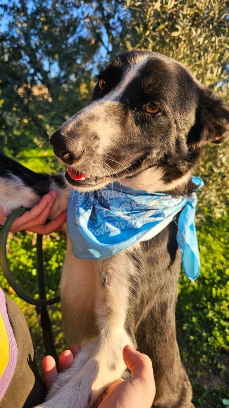RONY - Chien Border Collie à adopter - photo 5