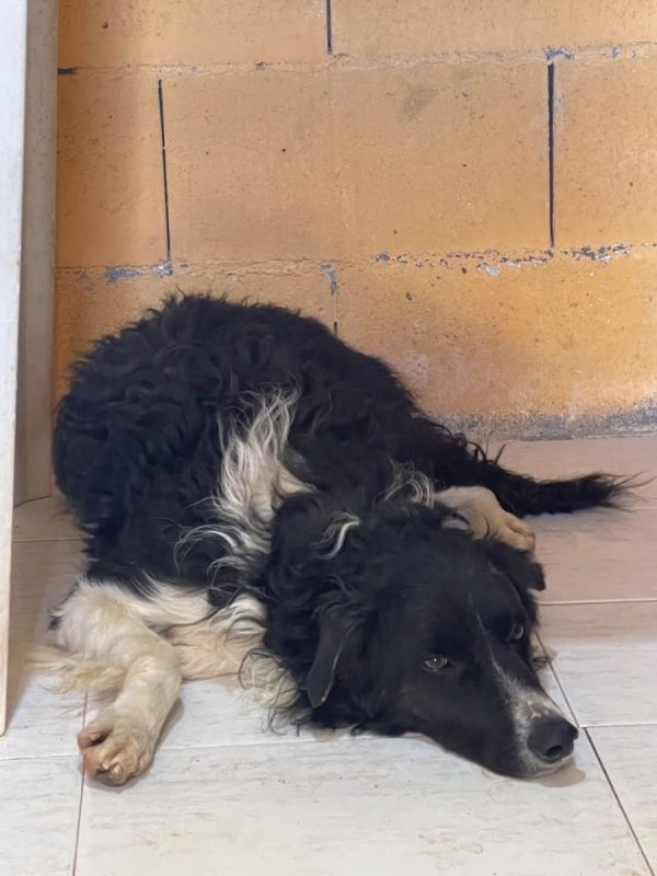 CASPER - Chien à adopter - photo 2