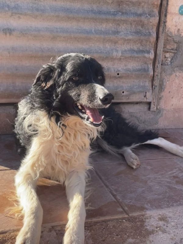 CASPER - Chien à adopter