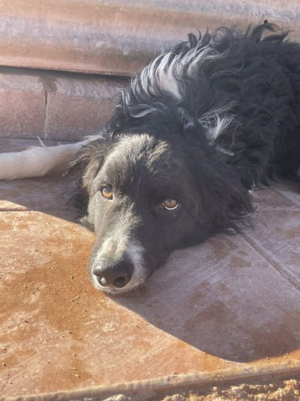 CASPER - Chien à adopter - photo 3
