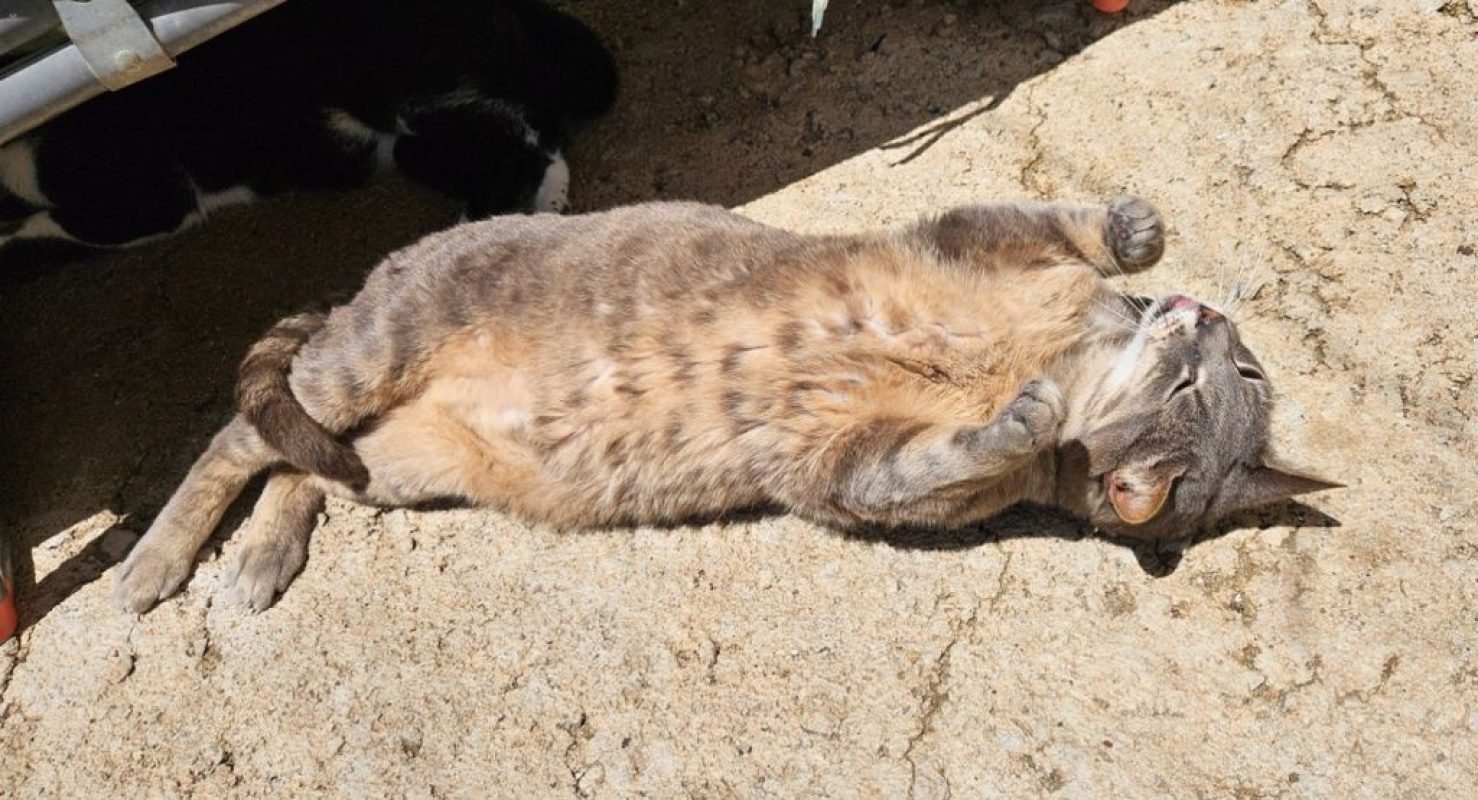 Lucy (tigrée grise) - Chat à adopter - photo 3
