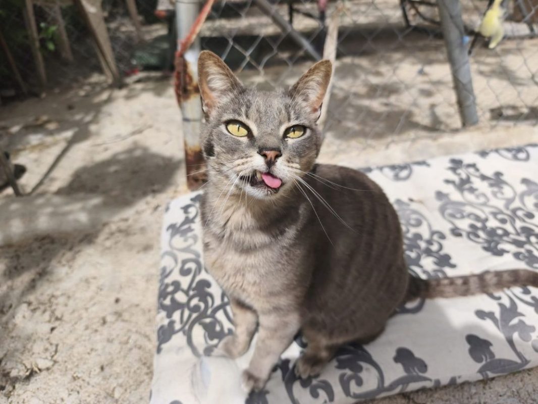 Lucy (tigrée grise) - Chat à adopter - photo 2