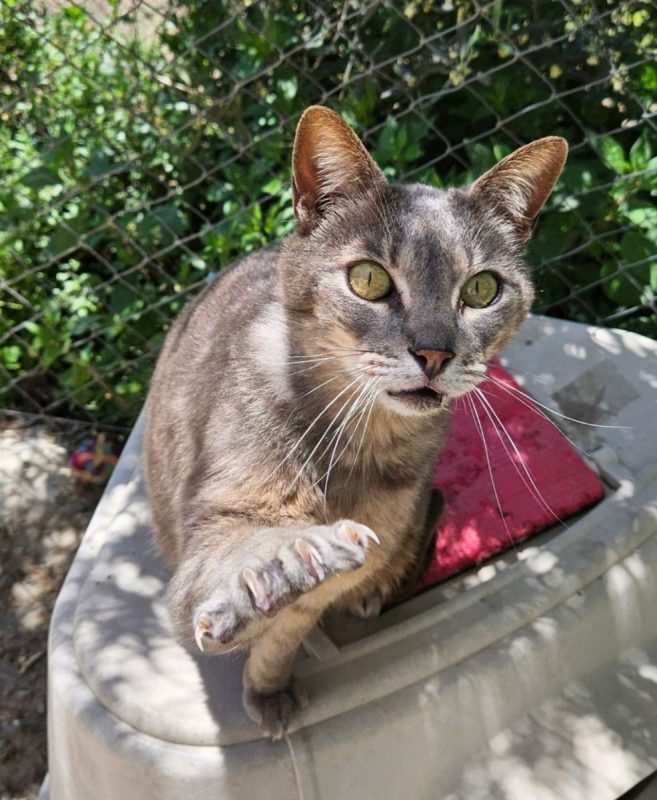 Lucy (tigrée grise) - Chat à adopter