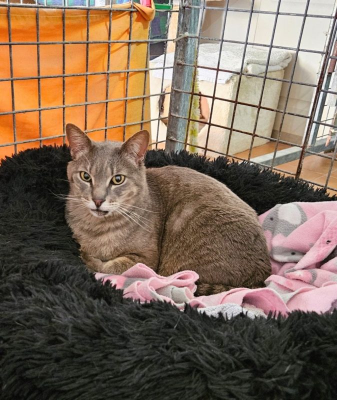 Lucy (tigrée grise) - Chat à adopter - photo 5
