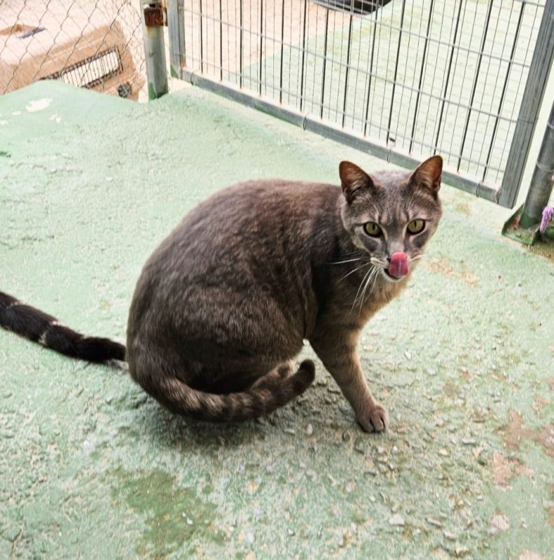 Lucy (tigrée grise) - Chat à adopter - photo 4