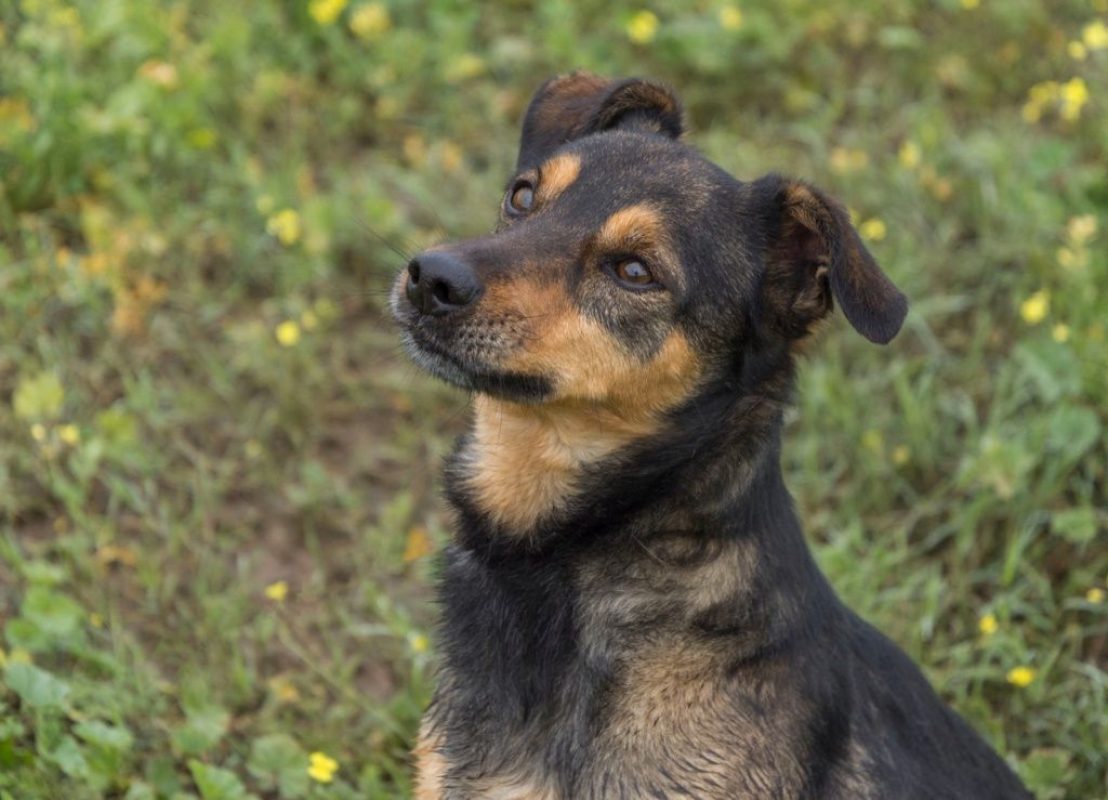 NOTA - Chien à adopter - photo 3