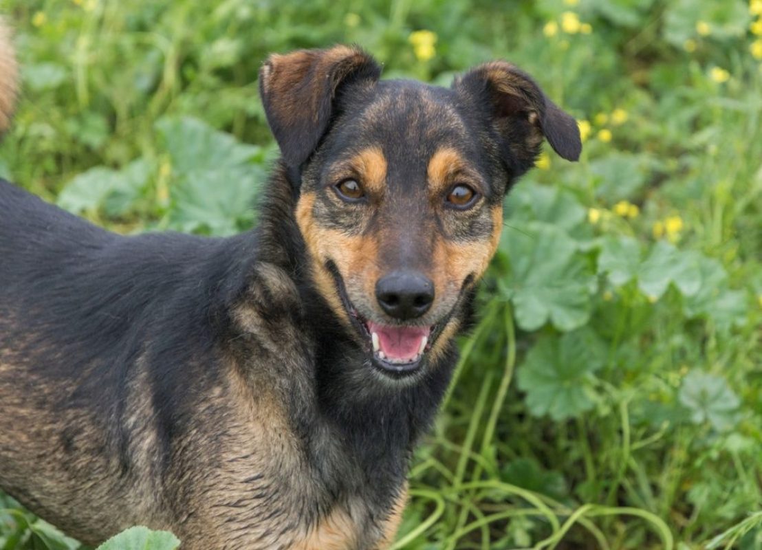 NOTA - Chien à adopter
