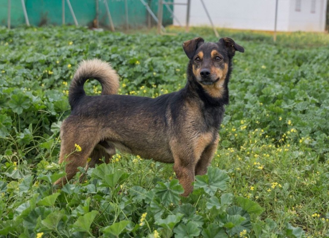NOTA - Chien à adopter - photo 5