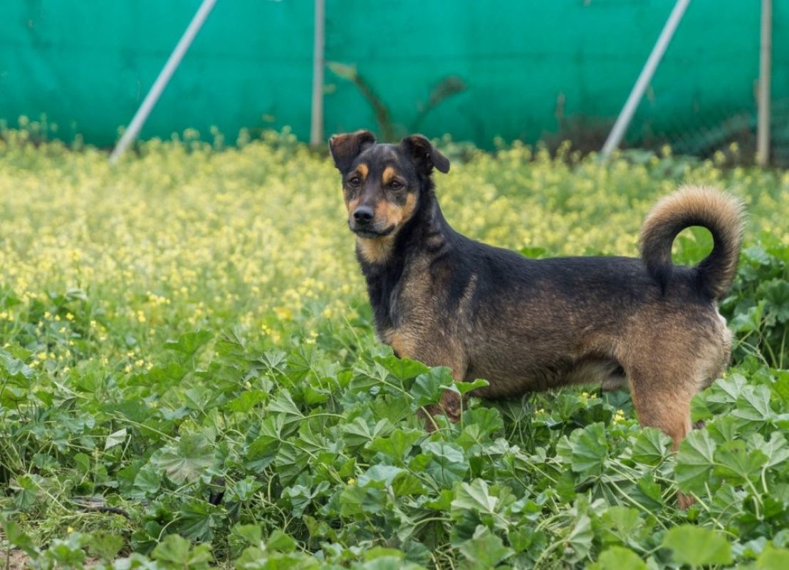 NOTA - Chien à adopter - photo 6