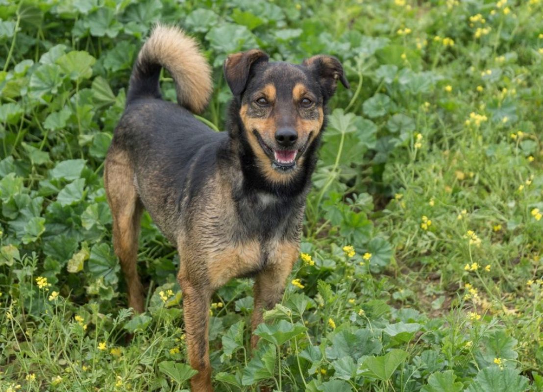 NOTA - Chien à adopter - photo 4