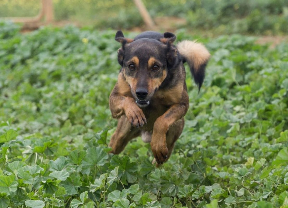 NOTA - Chien à adopter - photo 2