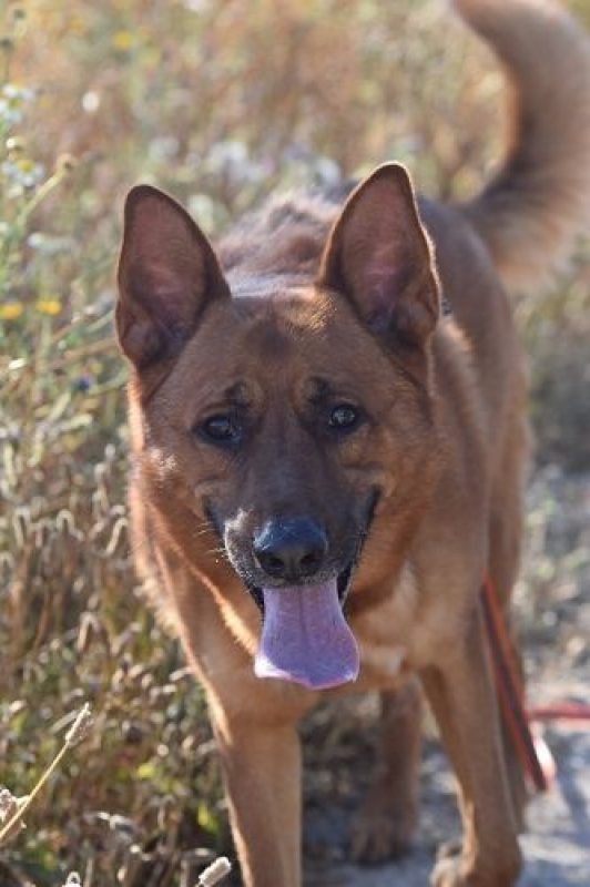 SKOL - Chien à adopter - photo 4