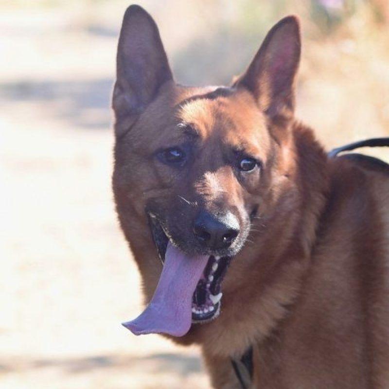SKOL - Chien à adopter - photo 2