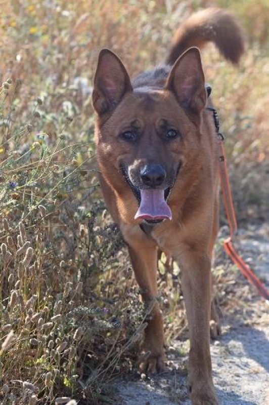 SKOL - Chien à adopter - photo 5