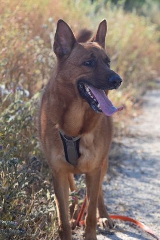 SKOL - Chien à adopter