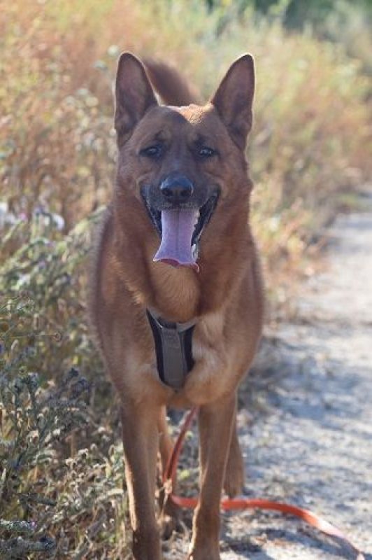 SKOL - Chien à adopter - photo 3